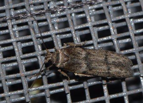 Réf. 206 683 : Blastobasis phycidella